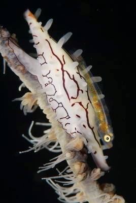 �����@��l